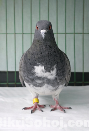 গোল্লা কবুতর